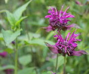 Monarda 'Saxon Purple'