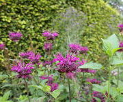 Monarda 'Saxon Purple'