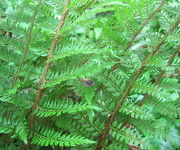 Polystichum setiferum 'Plumosum Bevis'