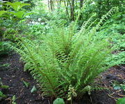 Polystichum_setiferum_Plumosum_Bevis_-Bank_bij_waterbol_1.JPG