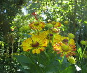 Helenium_Rauchtopaz-_Gele_tuin_1.JPG