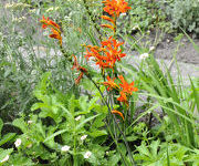 Crocosmia_masoniorum_2_1.jpg