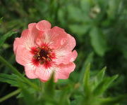 Potentilla_x_hopwoodiana-_Aanwinstentuin_sept_2013_3.JPG