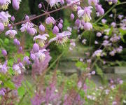 Thalictrum_devalayi_en_Astilbe_chinensis_Pumila.JPG