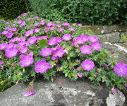 Geranium_sanguineum_Max_Frei-Watertuin2.JPG