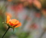 Geum_Totally_Tangerine-Aanwinstentuin-augustus_2016_7.JPG