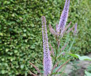 Veronicastrum_virginicum_Red_Arrows-Aanwinstentuin-juni_2016_6.JPG
