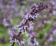 Salvia_verticillata_Hannays_Blue-Aanwinstentuin-juni_2016_5.JPG