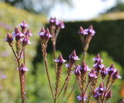 Verbena_macdougalii_Lavender_Spires-Aanwinstentuin-juli_2017_1.JPG