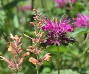 Agastache 'Kolibri'