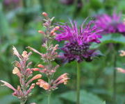 Monarda_Saxon_Purple_en_Agastache_Kolibri-Aanwinstentuin-augustus_2016_1.JPG