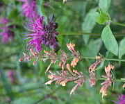 Monarda_Saxon_Purple_en_Agastache_Kolibri-Aanwinstentuin-augustus_2016_2.JPG