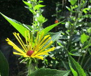 Rudbeckia_subtomentosa_Henry_Eilers-Aanwinstentuin-augustus_2016_3.JPG