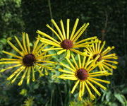 Rudbeckia_subtomentosa_Henry_Eilers-Aanwinstentuin-sept_2016_2.JPG