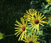 Rudbeckia_subtomentosa_Henry_Eilers-Aanwinstentuin-sept_2016_3.JPG
