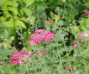 Achillea_millefolium_Red_Velvet_2.jpg