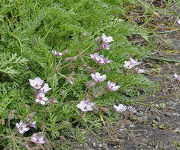 Erodium variabile 'Bishop's Form'