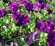 Viola cornuta 'Martin'