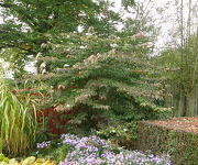 Viburnum_plicatum_Darts_Red_Robin2.JPG