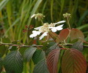 Viburnum_plicatum_Darts_Red_Robin_2.JPG