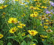 Heliopsis_helianthoides_var_scabra-_Oude_proeftuin.JPG