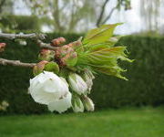 Prunus_serrulata_Ukon-_Gele_tuin_2.JPG