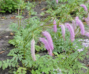 Sanguisorba_hakusanensis_Lilac_Squirrel_2_1.jpg