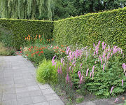 Sanguisorba_hakusanensis_Lilac_Squirrel_Echinacea_purpurea_Tomato_Soup_Kniphofia_alcazar.jpg