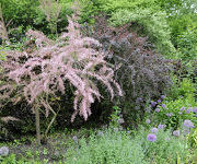 Tamarix_trentandra_-_Berberis_ottawensis_Superba_2013-C.jpg
