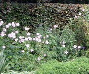 Anemone_hybrida_Loreley_1.JPG