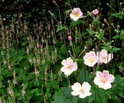 Anemone_hybrida_Loreley_en_Persicaria_amplexicaulis_Rosea.JPG