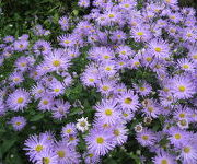 Aster_thompsonii-_Gemengde_border.JPG
