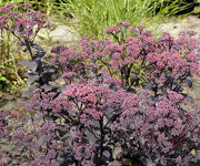 Sedum_Jose_Aubergine_2_1.jpg