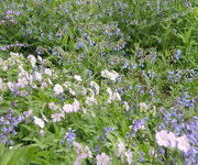 Symphytum_azureum_en_Geranium_Beth_Chatto.JPG