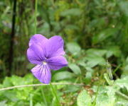 Viola_cornuta.JPG