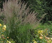 Calamagrostis_acutiflora_Karl_Foerster2.JPG