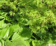 Acer_palmatum_en_Trachystemon_orietale.JPG