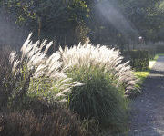 Miscanthus_sinensis_Yacushima_Dwarf_1.jpg