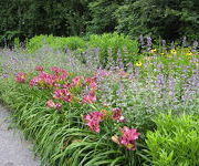 Hemerocallis_Princess_Blue_Eyes_en_Nepeta_grandiflora_Bramdean_-_kopie.JPG