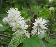 Fothergilla_major_-Tuinmanstuin_2.JPG