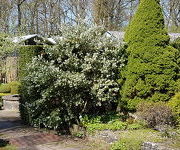 Osmanthus_x_burkwoodii_2_2.jpg