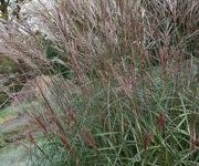 Miscanthus_sinensis_Purple_Fall_x2.JPG