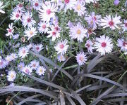 Aster_cordifolius_Lilaputter__Ophiopogon_planiscapus_Niger.JPG