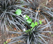 Ophiopogon_planiscapus_Niger__Montia_sibirica.JPG