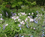 Geranium_maculatum_Beth_Chatto_2.JPG