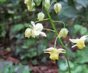 Epimedium x versicolor