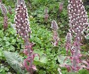 Petasites_hybridus_-_Kruidentuin_2.JPG