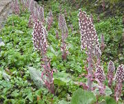 Petasites_hybridus_-_Kruidentuin_3.JPG