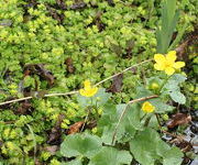 Chrysoplenium_oppositifolium_en_Caltha_palustris.JPG
