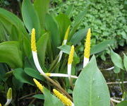Orontium_aquaticum_-Watertuin_1_2.JPG